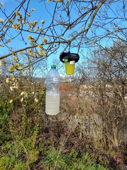 Trampa contra avispa velutina