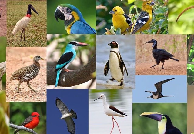 La base de datos AVONET recopila medidas corporales de todas las especies de aves
