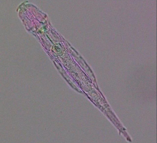 Rotífero bdelloide (Adineta vaga) bajo microscopio de polarización policromática