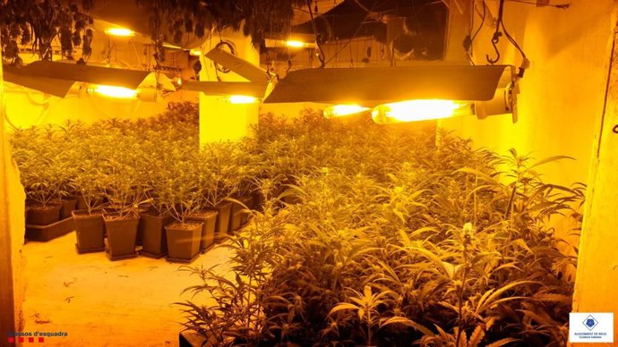 Imatge d'una de les plantacions