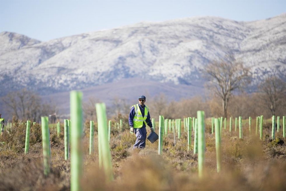 Archivo - Proyecto de reforestación de la Fundación Repsol