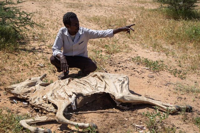 Sugow Abdullahi Abdi, un agricultor, junto a uno de sus animales fallecidos por la sequía