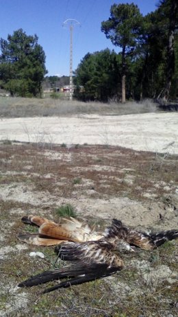 Un ave muerta por electrocución.