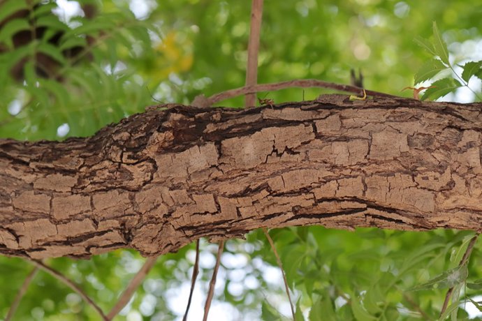 Archivo - Corteza de árbol de neem