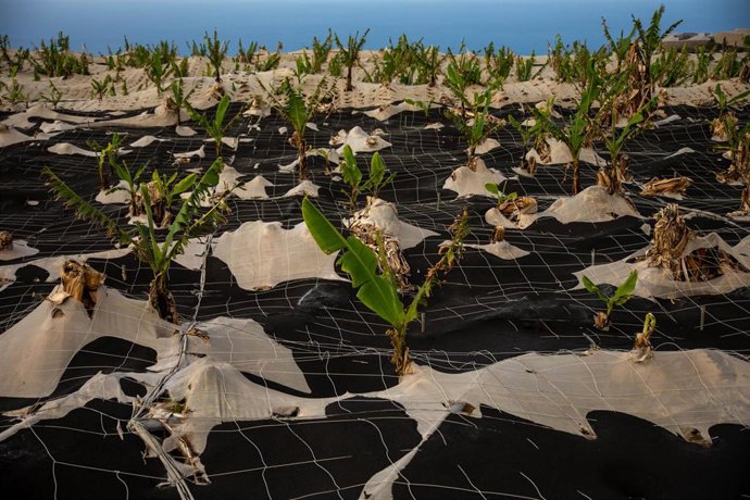 Vista de un invernadero cubierto de ceniza en Las Manchas