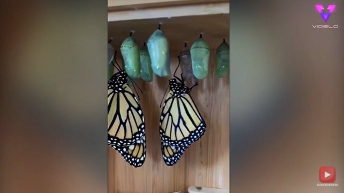 Así es la metamorfosis de una mariposa