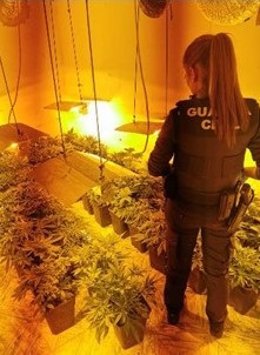 Plantación ilegal de marihuana