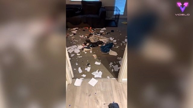 Sus perros destrozaron su casa en tan solo una hora