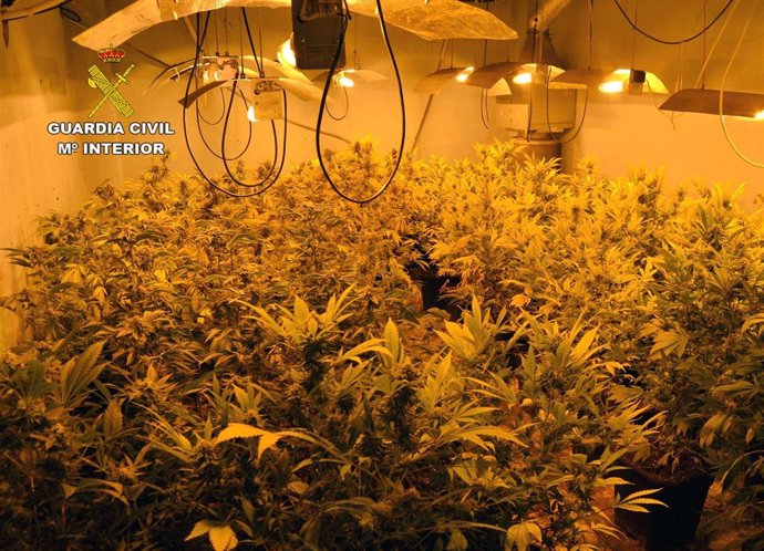 La Guardia Civil desmantela en Murcia una plantación de marihuana tipo 'indoor'
