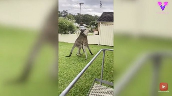 PELEA DE CANGUROS CAPTADO EN VÍDEO (AUSTRALIA)