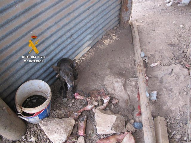 Investigado por tener once perros en pésimas condiciones higiénico-sanitarias y sin poder moverse