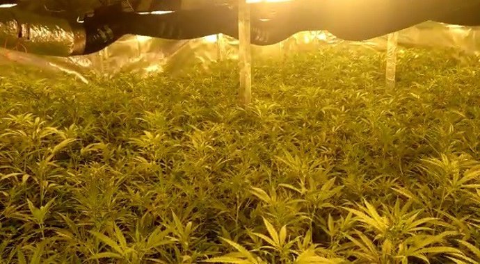 La plantació d'interior de marihuana a la nau industrial de Castellar del Valls (Barcelona)