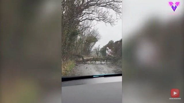 Este hombre intentó mover un árbol de la carretera pero cayó al suelo