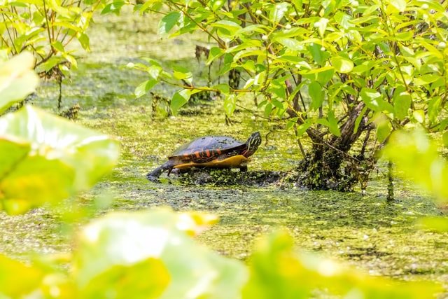 Es la primera vez que se documenta en tortugas pérdida de audición por contaminación acústica