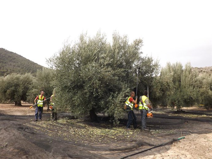 Archivo - Recogida de aceituna