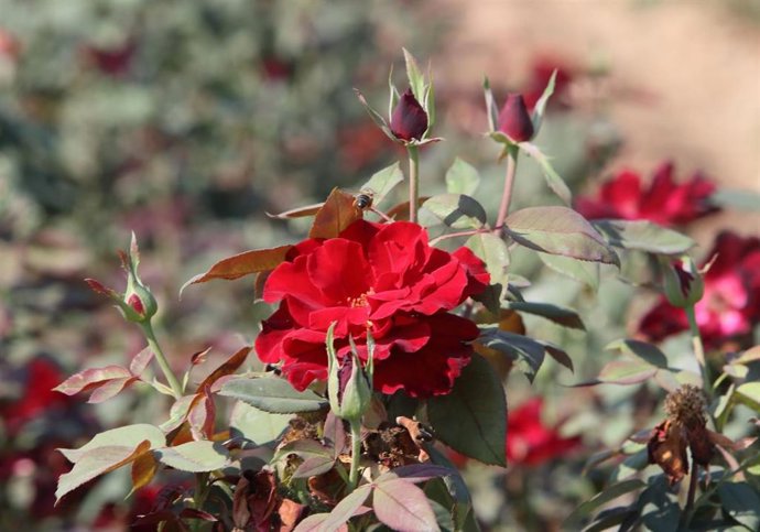 Flores en el Vivero Provincial de Badajoz