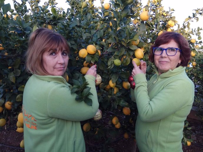 Naranjas Premium Mediterranean seleccionando las mejores naranja