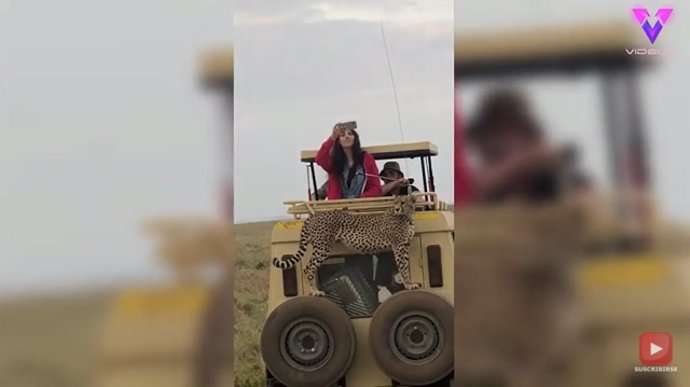 GUEPARDO SE SUBE A UN COCHE CON TURISTAS EN TANZANIA