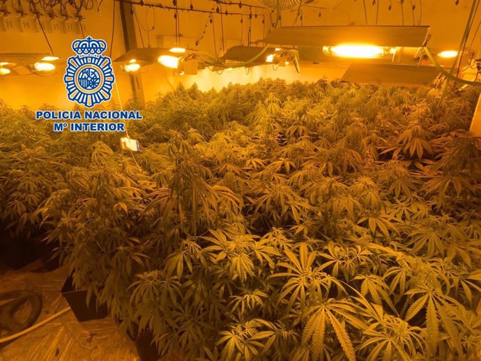 Imagen de una de las plantaciones de marihuana desmanteladas