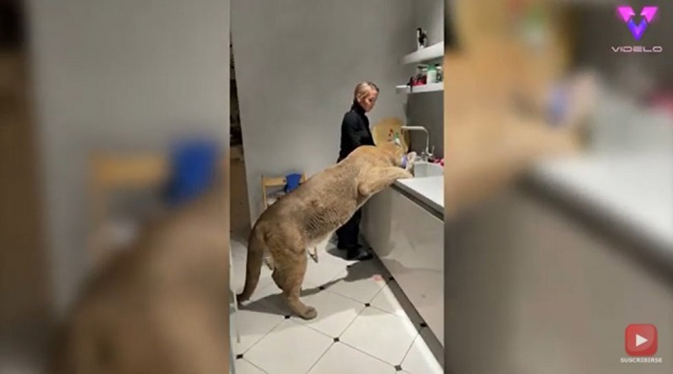 Esta mujer tiene un puma como mascota (Y LE AYUDA A LIMPIAR)