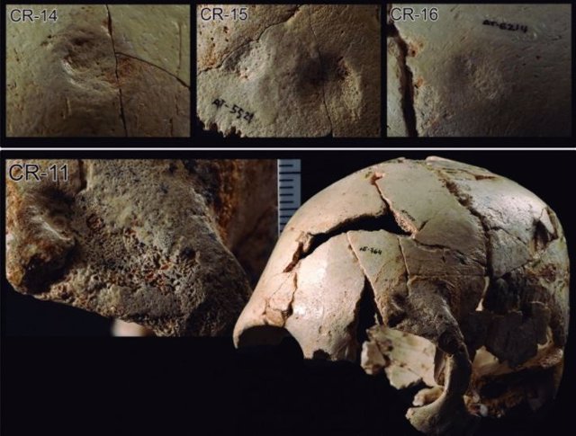 Ejemplos de traumatismos curados en la colección de cráneos de la Sima de los Huesos.