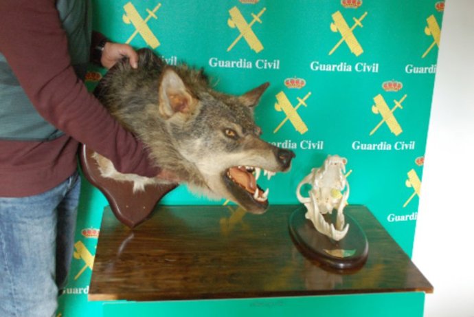 Archivo - Investigadas tres personas por irregularidades en la homologación de un trofeo de caza de un ejemplar de lobo en A Gudiña (Ourense).