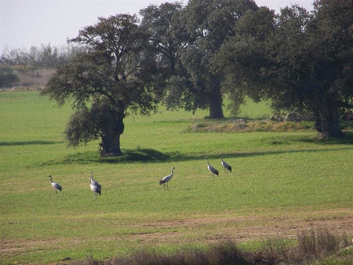 Archivo - Grullas silvestres en una dehesa de Los Pedroches.