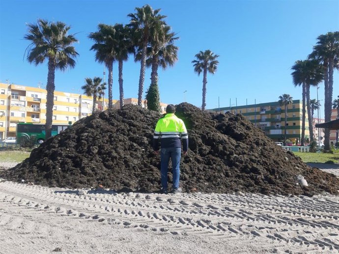 Algas retiradas de la zona de Poniente.