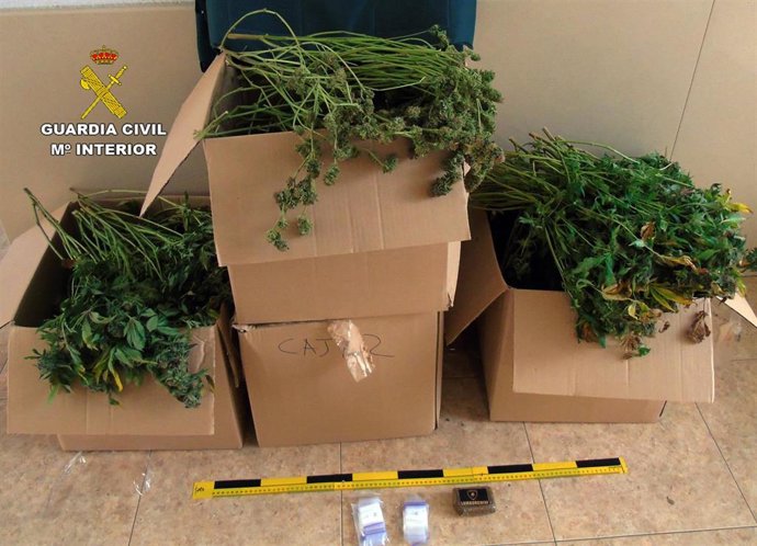 Desmantelan una plantación de marihuana 'indoor' en un domicilio de la pedanía de Cabezo de Torres