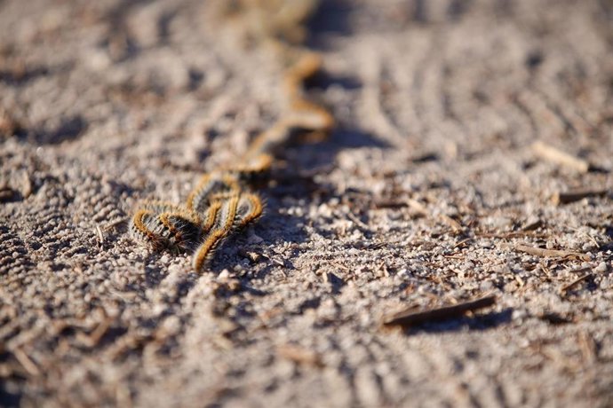 Archivo - Procesionaria