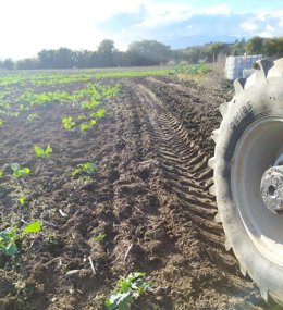 Imagen de un campo con daños provocados por jabalíes.