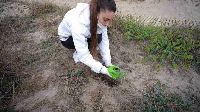 L'AMB promou que escolars plantin 3.000 plantes per reforar els sistemes dunares del litoral