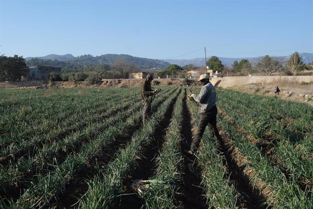 Archivo - Varios agricultores recolectan 'calçots’ en una plantación de Maspujols (Tarragona).
