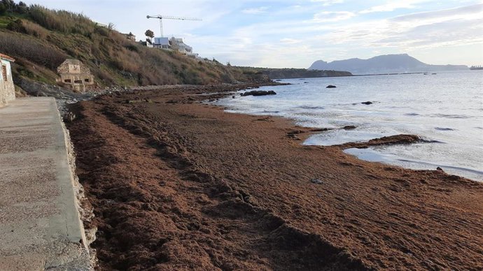 Alga asiática acumulada en la costa del Estrecho de Gibraltar.