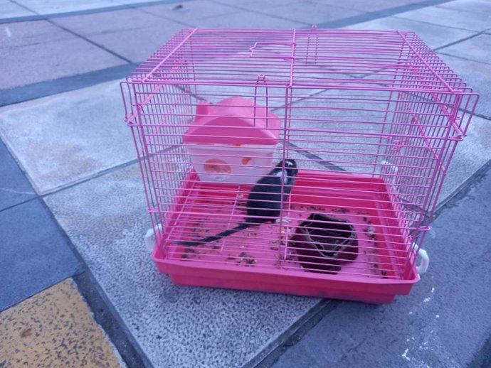 La mascota encontrada.