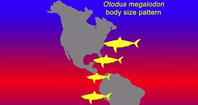 Dibujo esquemático que muestra el patrón general del tamaño del cuerpo del icónico tiburón megadentado extinto, Otodus megalodon, usando siluetas hipotéticas.