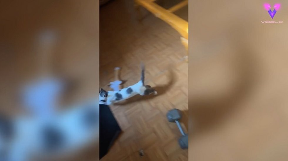 Esta gata se escapó de casa y su dueño lo grabó