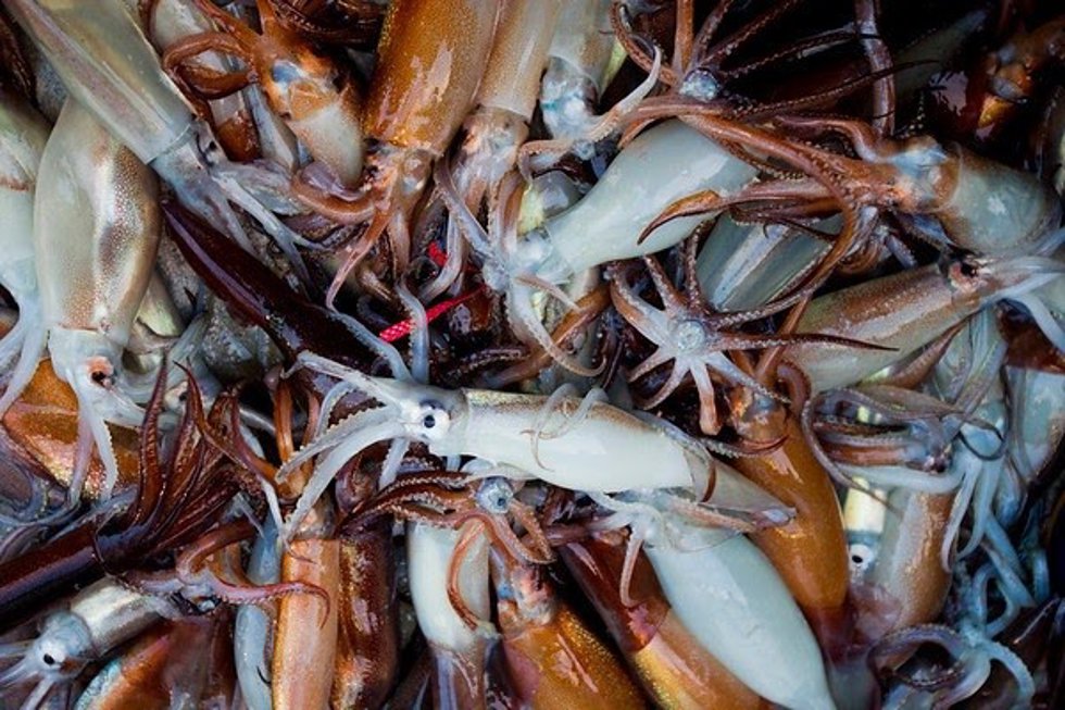 Squid are boxed at Jeju Island.\nGreenpeace is touring East Asia to campaign for protection of our oceans and depleted marine species. During the tour, Greenpeace is calling on governments to support the creation of marine reserves.