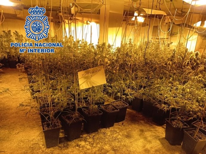 Plantación de marihuana intervenida en la Operación Taurus, en Granada.