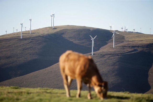 Una vaca pasta frente a un grupo de aerogeneradores en el Parque eólico de O Fiouco, de la Serra do Xistral, en la comarca de Terra Cha, a 22 de febrero de 2022, en Abadín, en Lugo, Galicia (España)