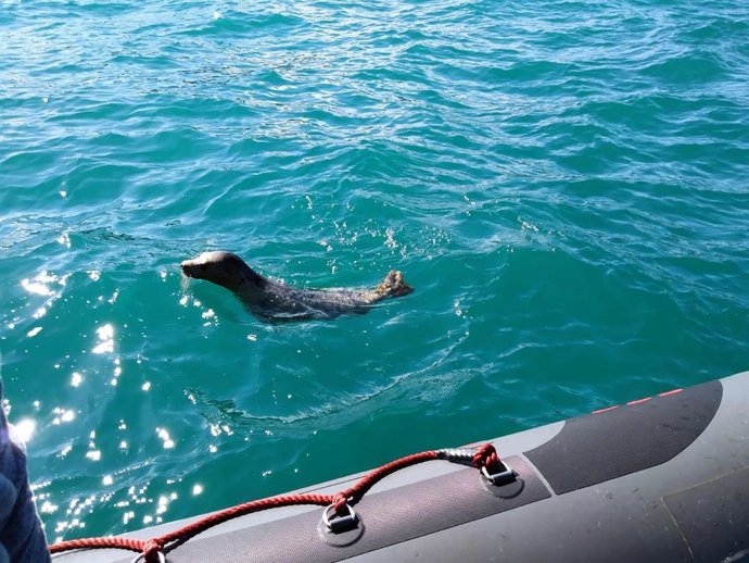 Liberación de una foca varada en Gijón.