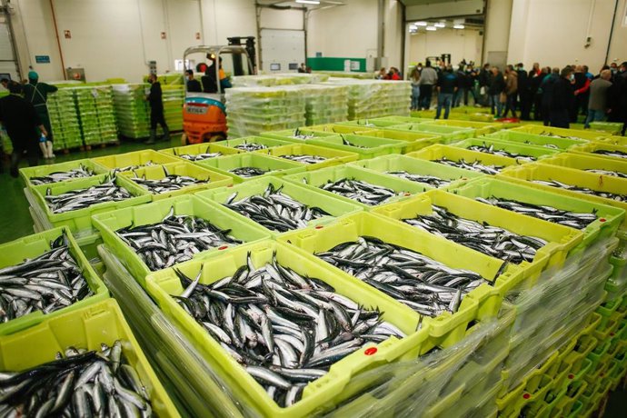 Archivo - Cajas repletas de anchoas durante la campaña de pesca, a 26 de abril de 2021, en el muella de Burela, Lugo, Galicia, (España). El bocarte o anchoa de buen tamaño ha aparecido este año entre Avilés y Burela, lo que ha provocado una concentració