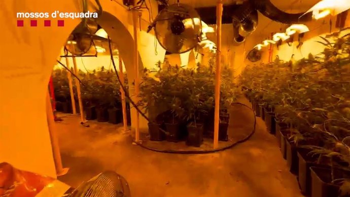 La plantación de marihuana que se intervino en el sótano, con 1.122 plantas.