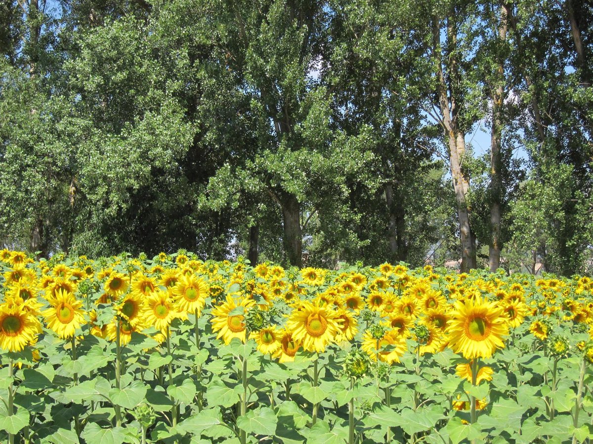 La OCU advierte contra la compra compulsiva de aceite de girasol y dice que  la escasez no se concretará hasta verano