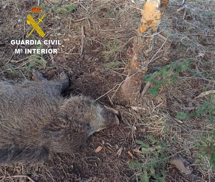 Jabalí hallado muerto atrapado en un lazo por lo que ha sido investigado por la Guardia Civil un vecino de Dumbría (A Coruña) por emplear medio prohibidos para la caza.