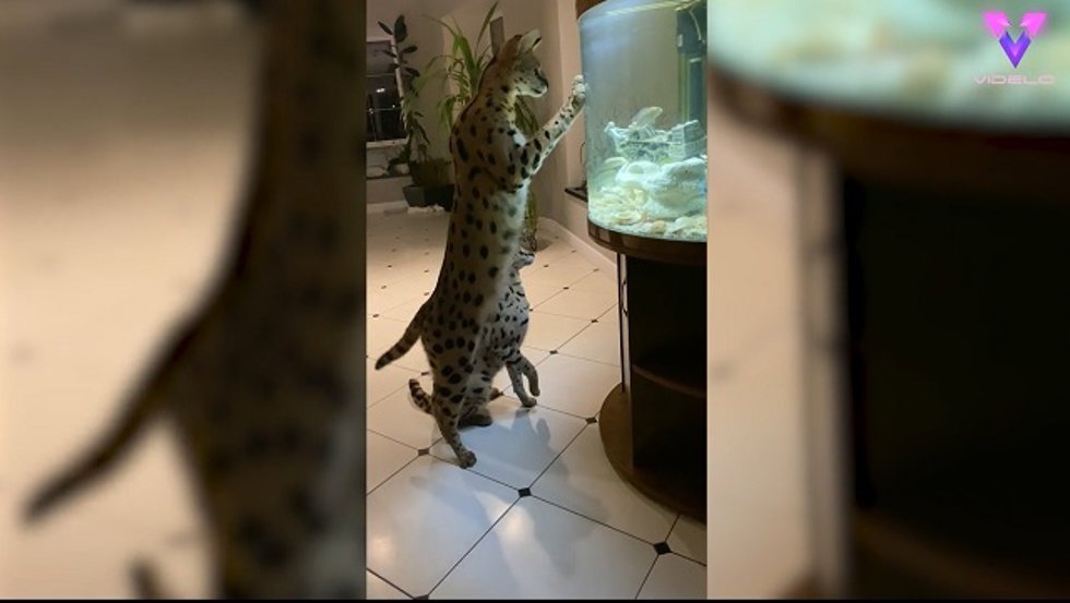 Dos gatos serval se encuentran con una pecera