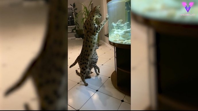Dos gatos serval se encuentran con una pecera