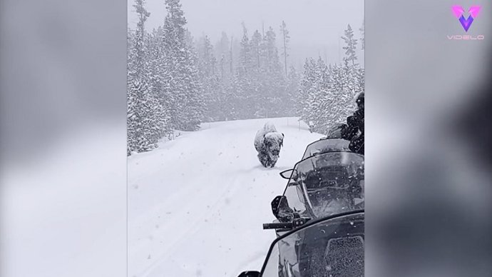 CAPTAN A UN ENORME BISONTE BAJO LA NIEVE EN INDIANA