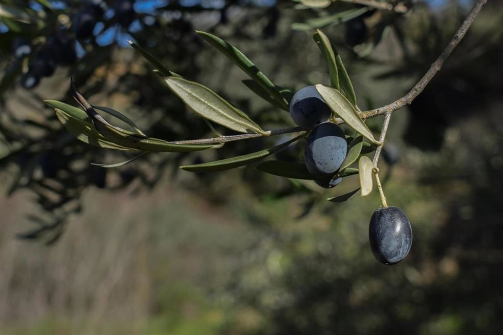 Archivo - Aceituna negra, en una imagen de archivo.