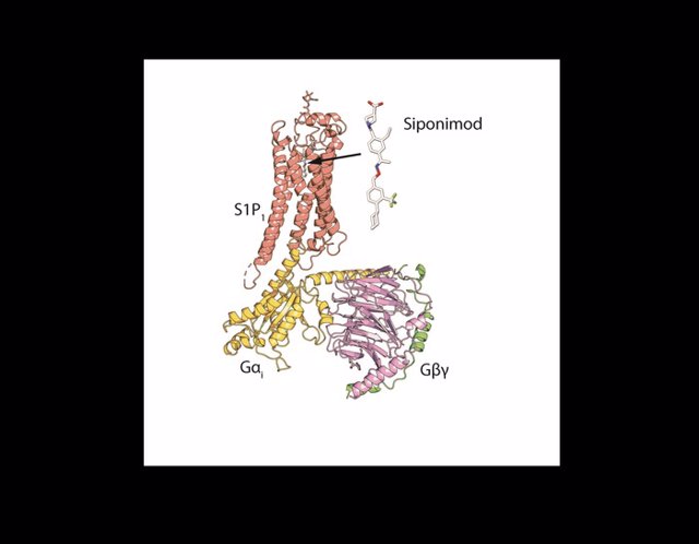 Ilustración de la estructura compleja de S1P1, siponimod y la proteína Gi. La estructura permite entender cómo el fármaco activa el receptor.